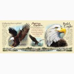 Кружка керамическая Bald Eagle American Expedition